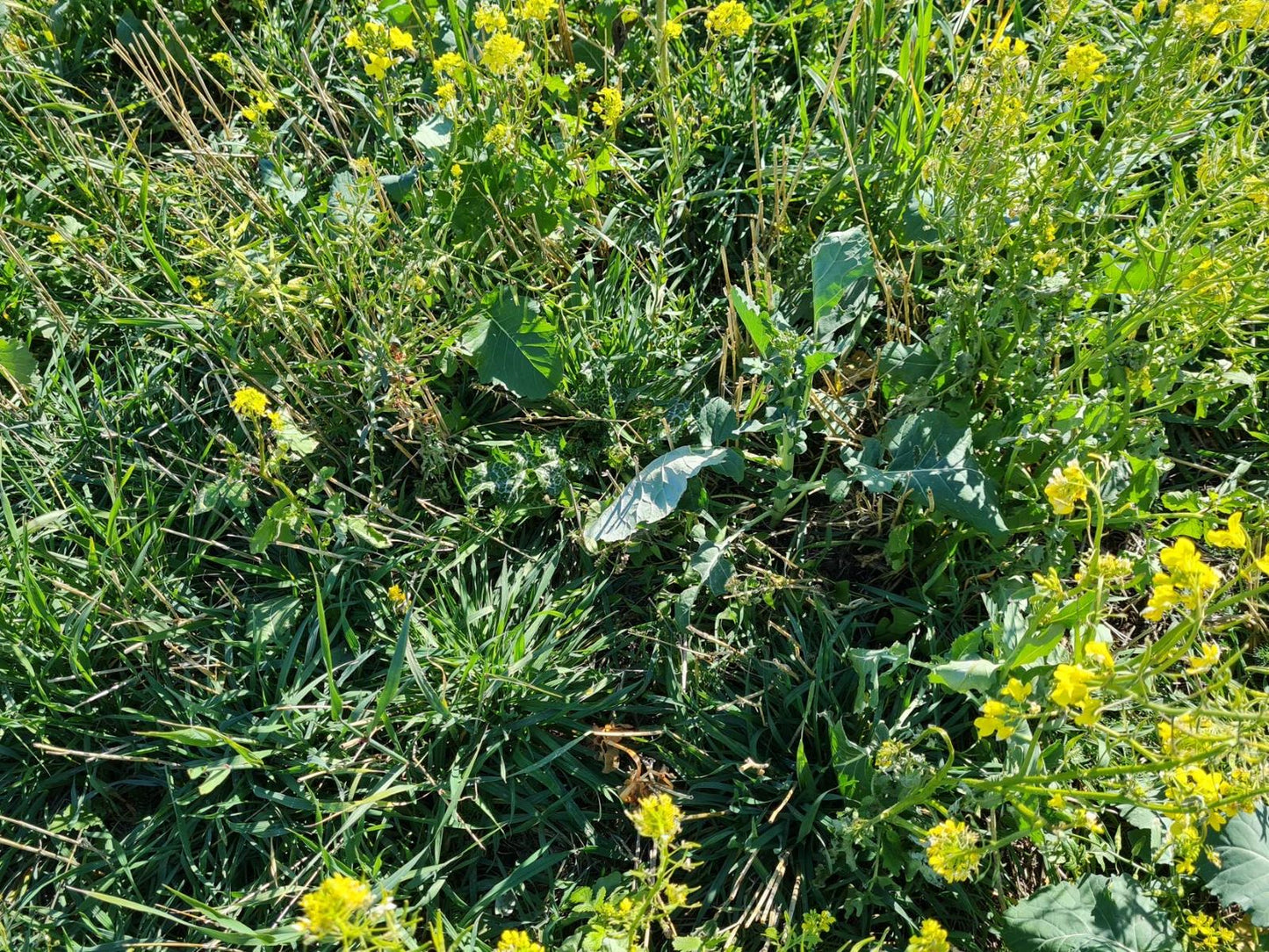 Zwischenfrucht-Saatgutmischung HUMUS | Big Bag | 1.000 kg