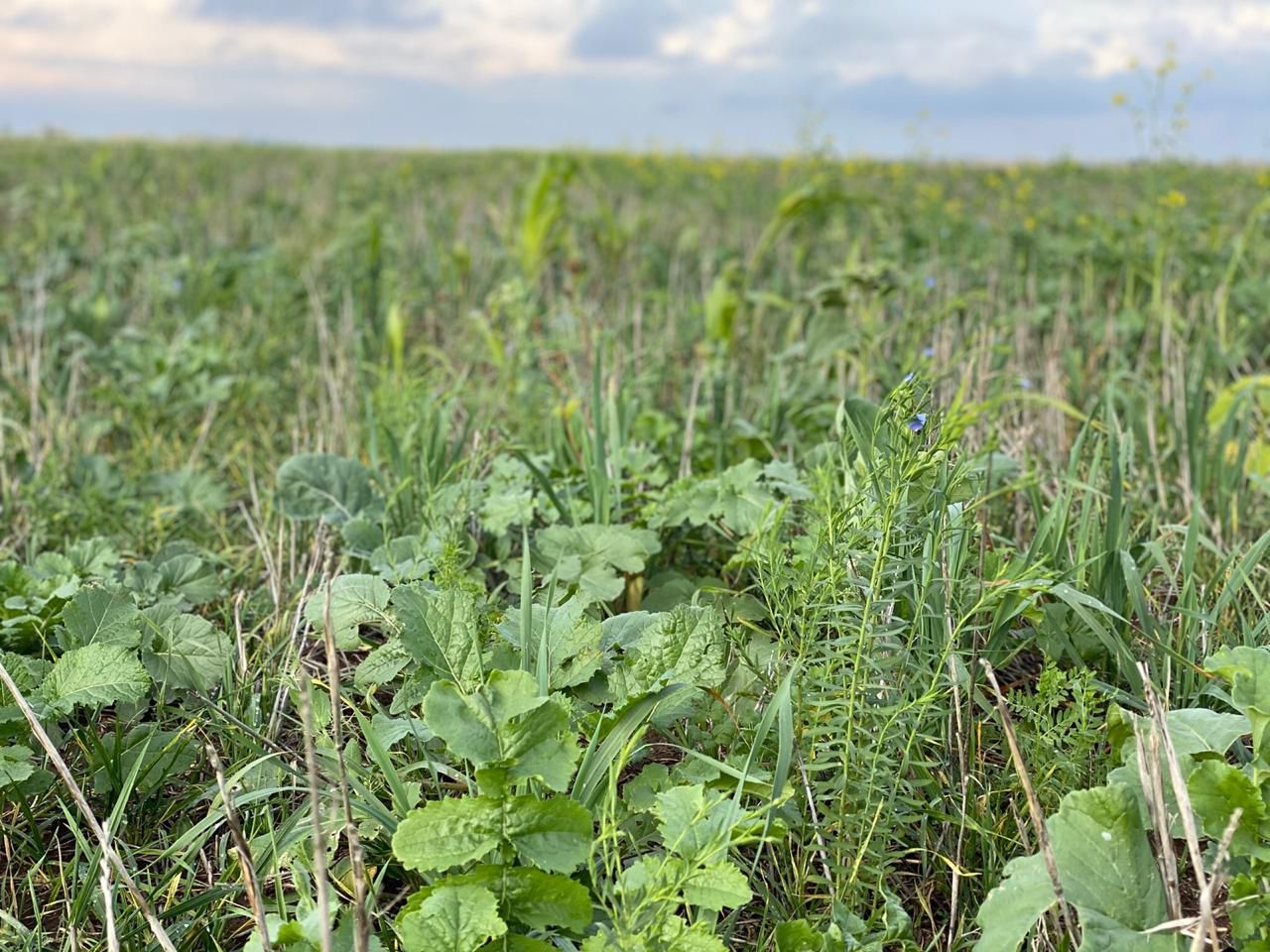 Zwischenfrucht-Saatgutmischung Super Mix | Big Bag | 1.000 kg