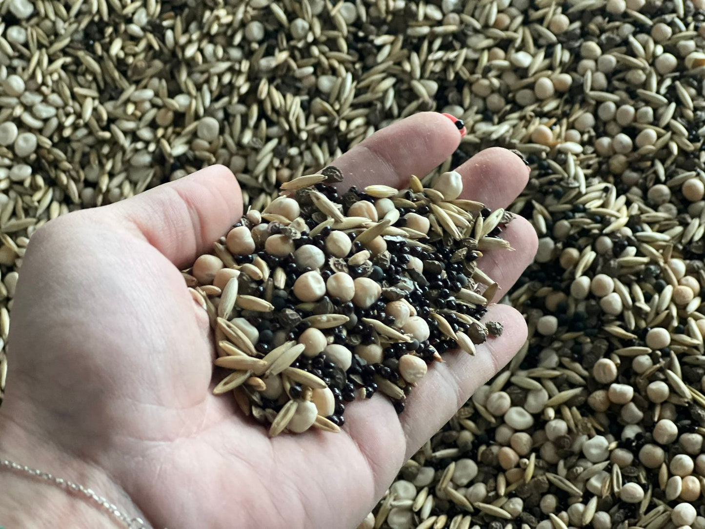 Zwischenfrucht-Saatgutmischung Super Mix | Big Bag | 1.000 kg