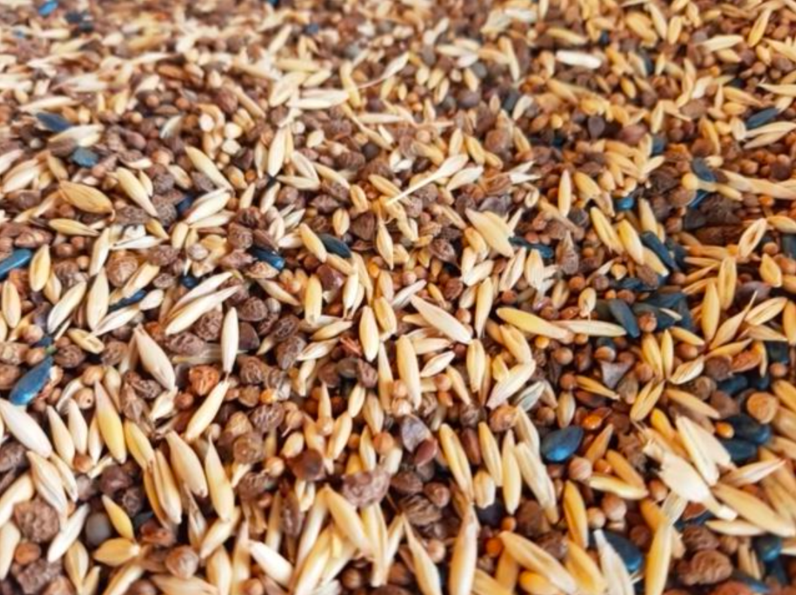 Zwischenfruchtmischung Super Mix 1 | Big Bag | 1.000 kg